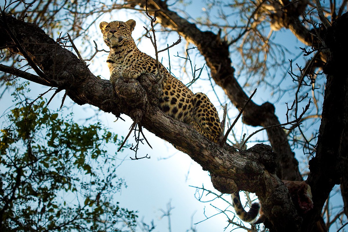 Chitwa Chitwa Sabi Sands Kruger South Africa 36