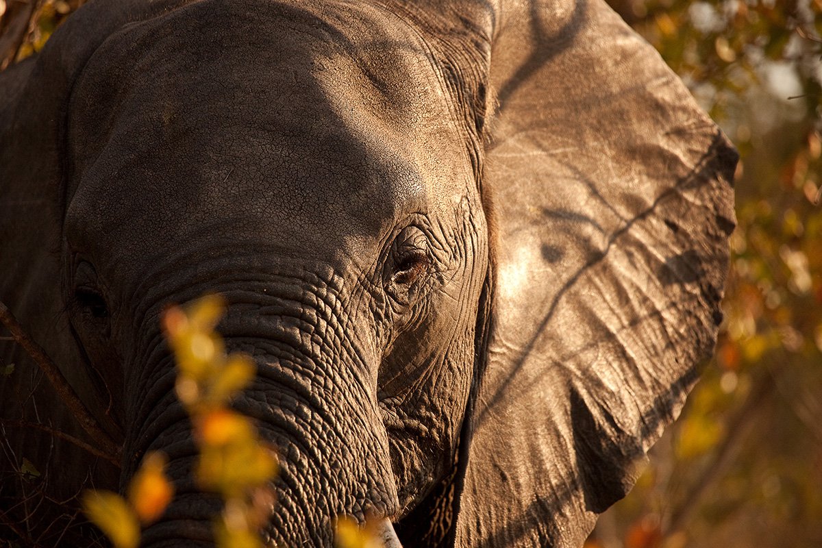 Chitwa Chitwa Sabi Sands Kruger South Africa 37