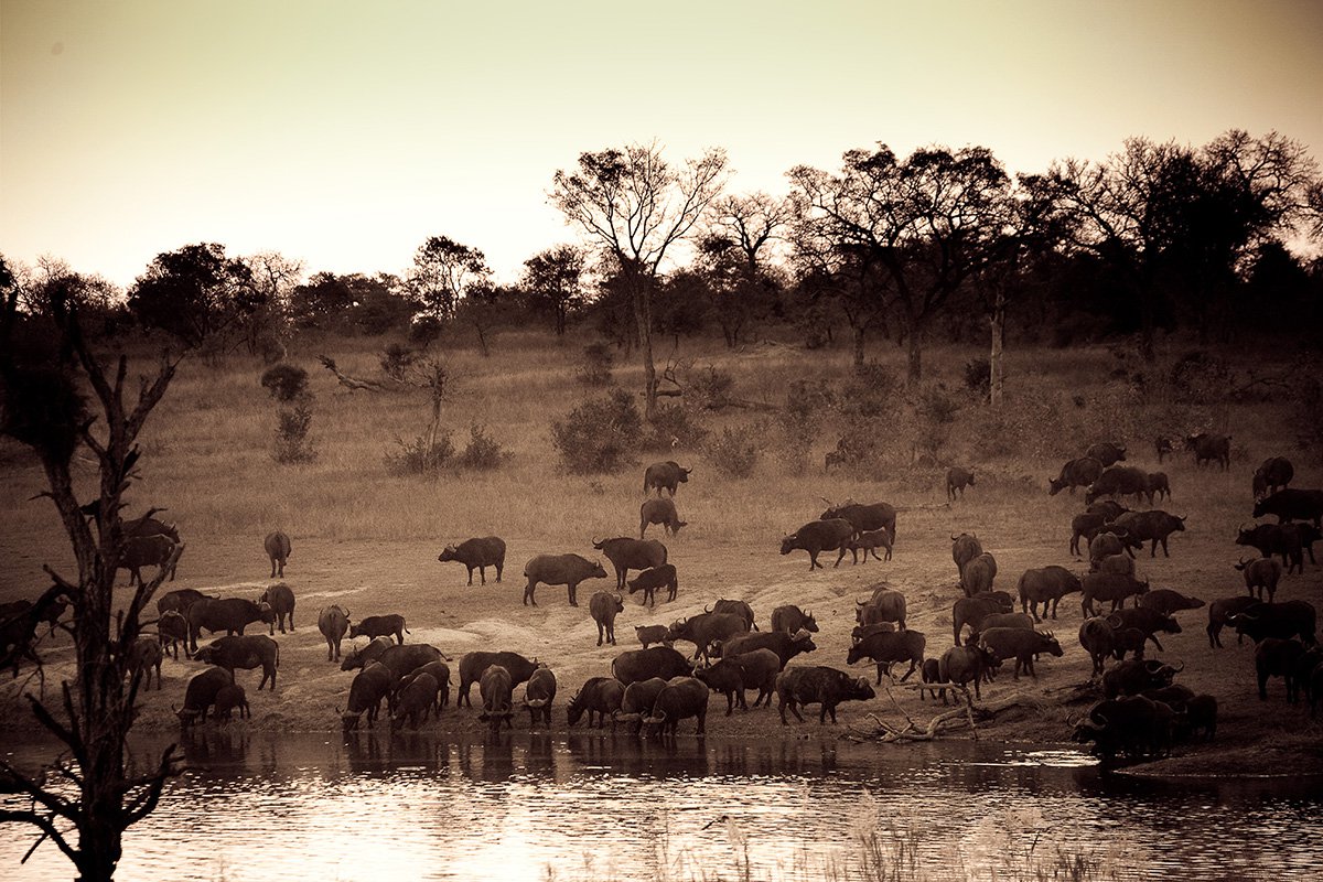 Chitwa Chitwa Sabi Sands Kruger South Africa 38