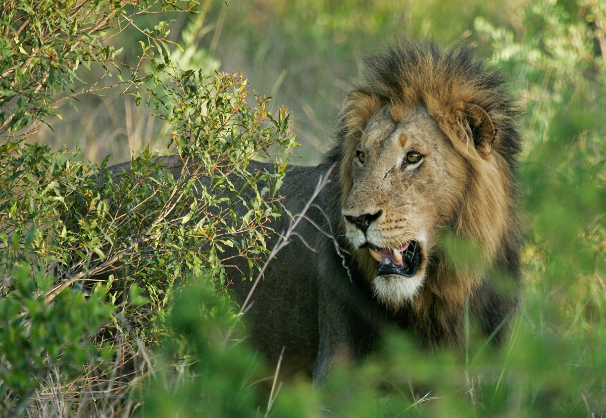 Chitwa Chitwa Sabi Sands Kruger South Africa 39