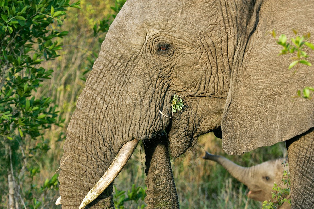 Chitwa Chitwa Sabi Sands Kruger South Africa 40