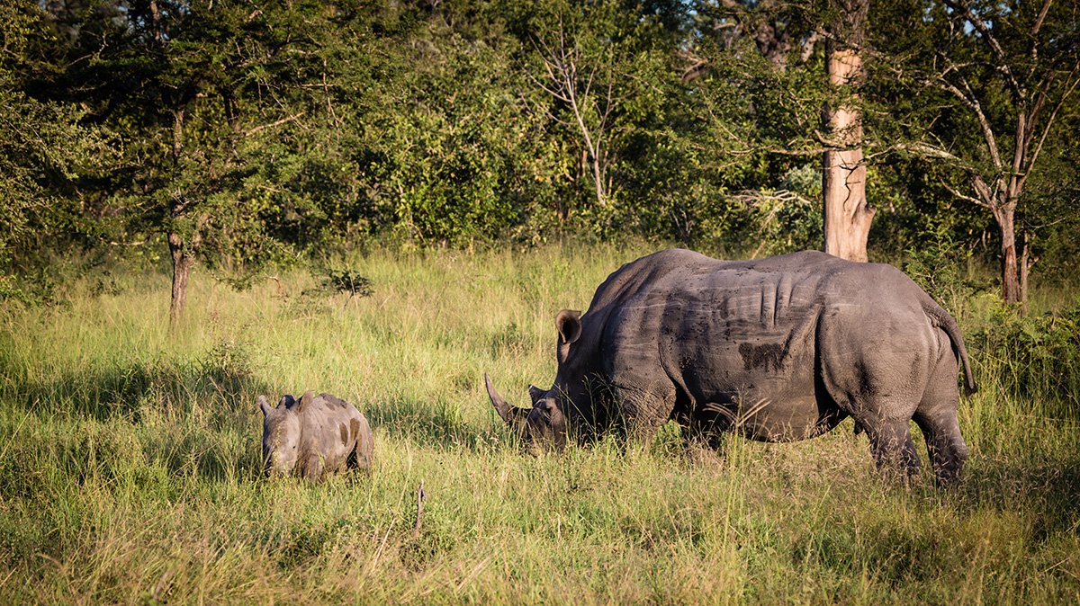 Chitwa Chitwa Sabi Sands Kruger South Africa 41
