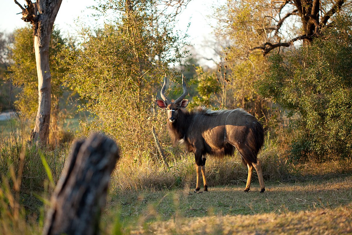 Chitwa Chitwa Sabi Sands Kruger South Africa 42