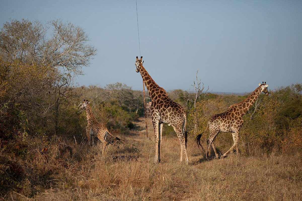 Chitwa Chitwa Sabi Sands Kruger South Africa 43