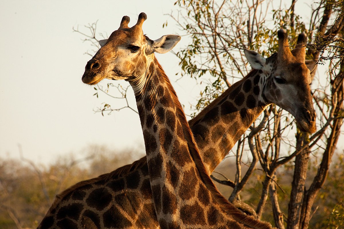 Chitwa Chitwa Sabi Sands Kruger South Africa 44
