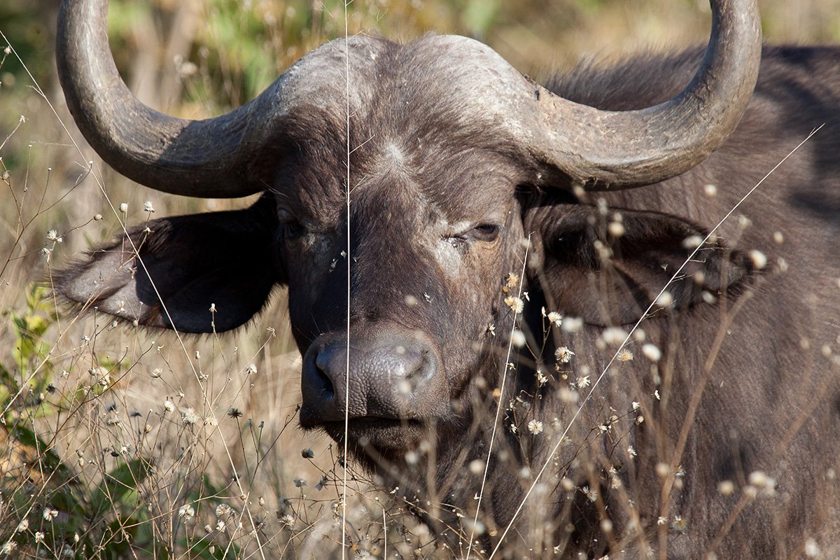 Chitwa Chitwa Sabi Sands Kruger South Africa 45