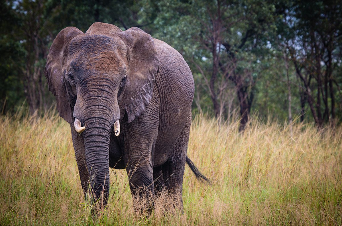 Chitwa Chitwa Sabi Sands Kruger South Africa 47