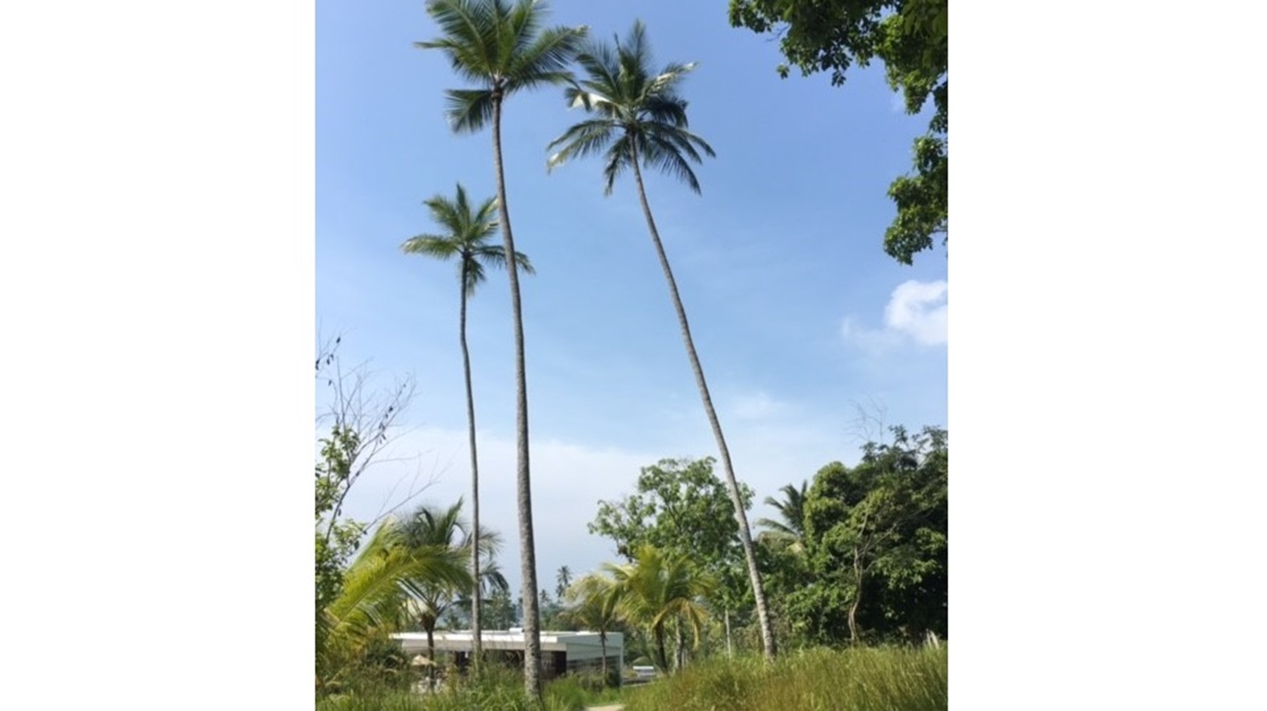 Corbett Winder Honeymoon Sri Lanka Maldives Jan 17 5