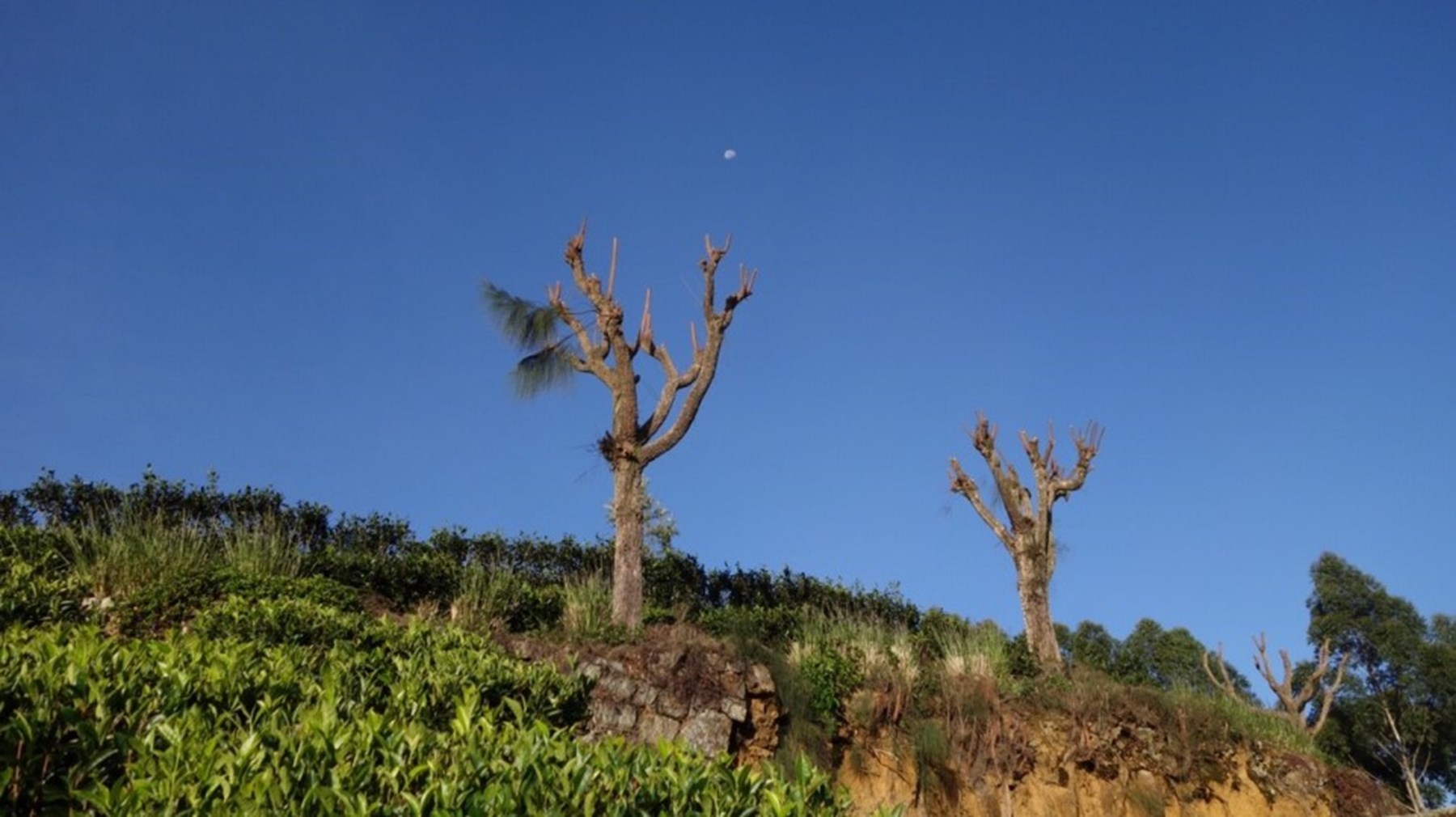 Erin Browne Sri Lanka Jan17 6