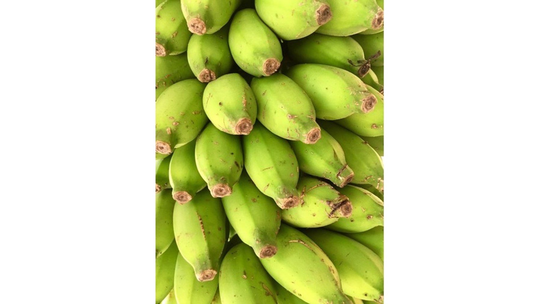 Erin Browne Sri Lanka Jan17 13