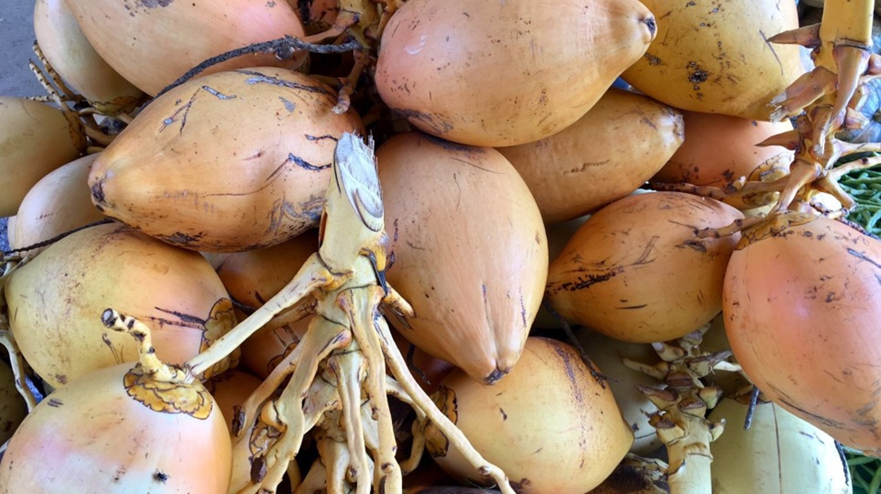 Erin Browne Sri Lanka Jan17 15