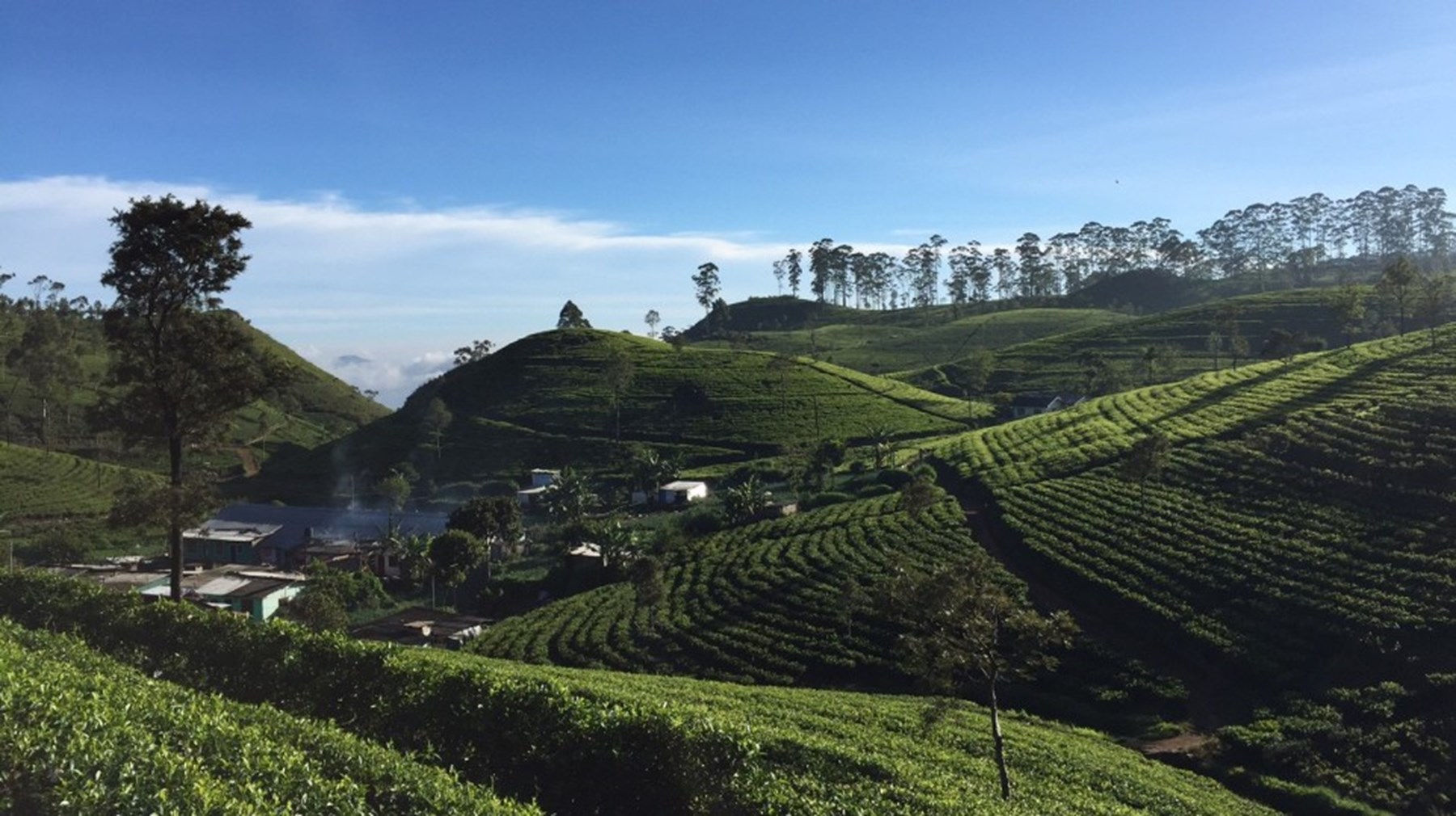 Erin Browne Sri Lanka Jan17 1