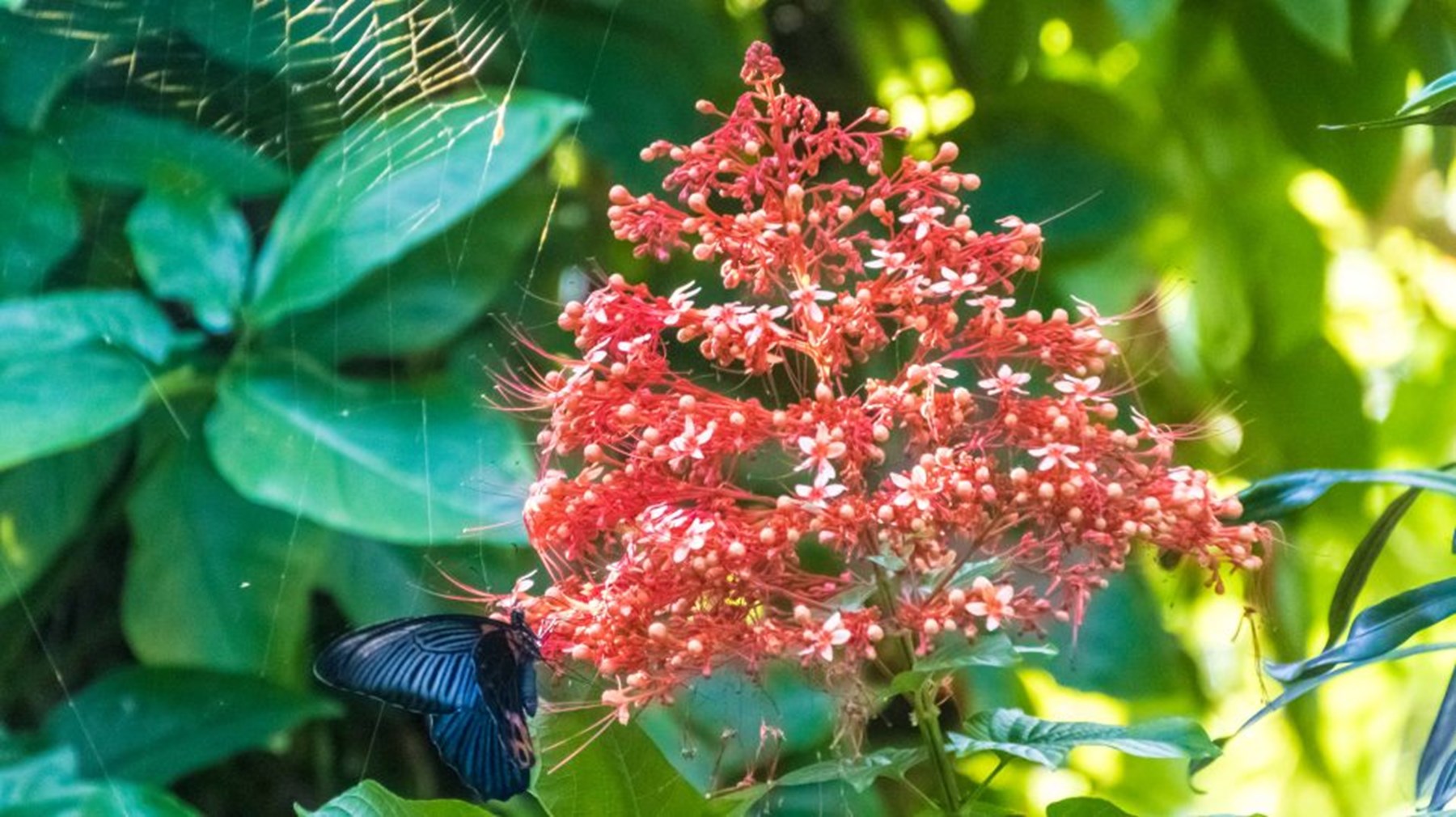 Butterfly Muang La 1 Of 1