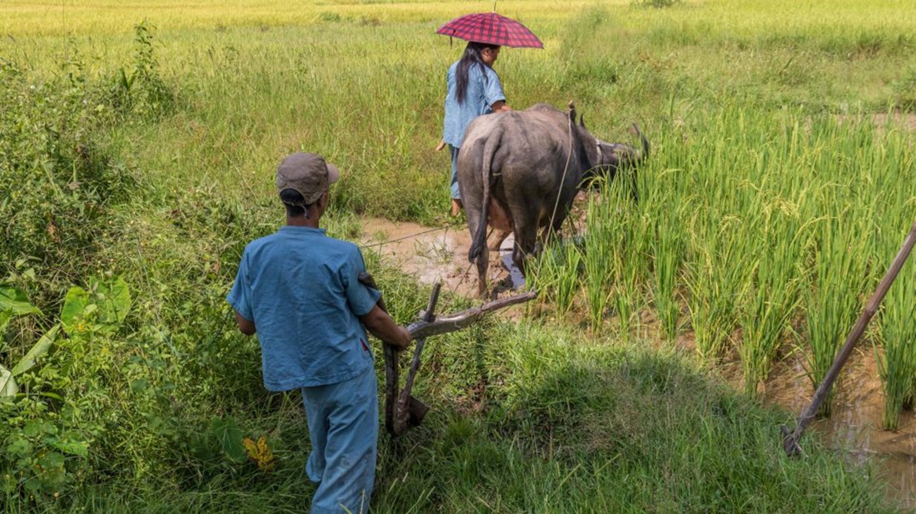 Rice Paddy Muang La 1 Of 1