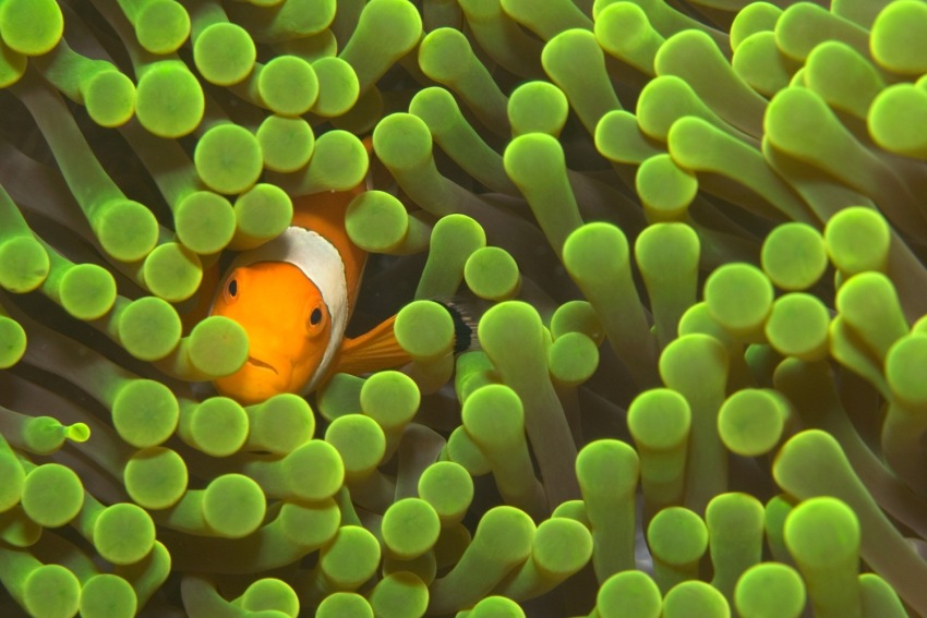 Indonesia False Clown Anemone Fish Sulawesi