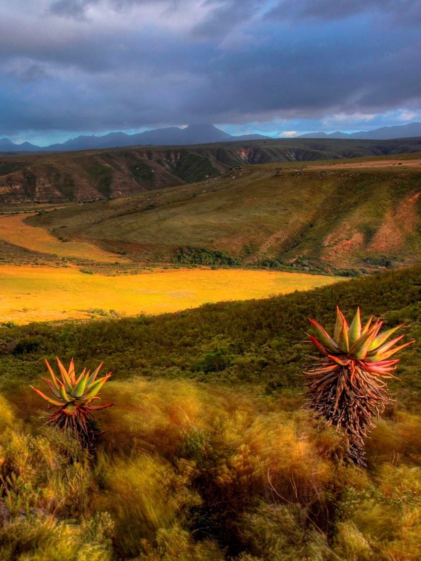 Gondwana Reserve The Garden Route South Africa6