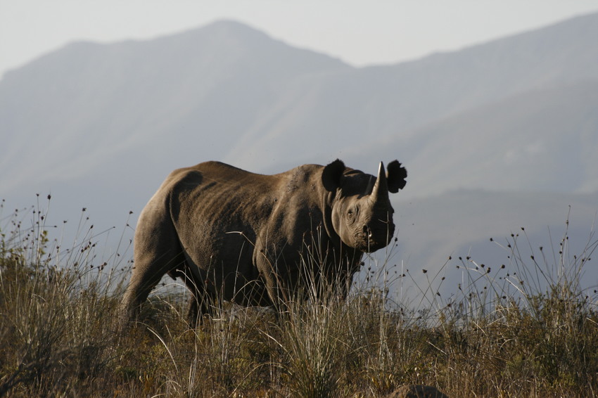 Gondwana Reserve The Garden Route South Africa74