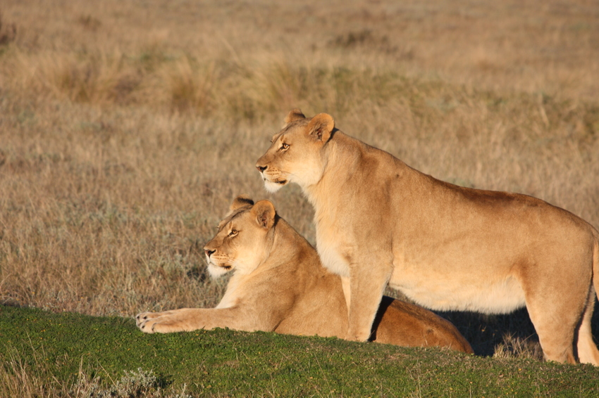 Gondwana Reserve The Garden Route South Africa83