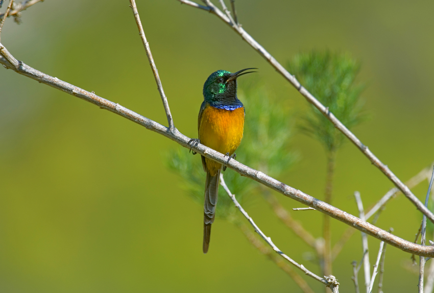 Gondwana Reserve The Garden Route South Africa84