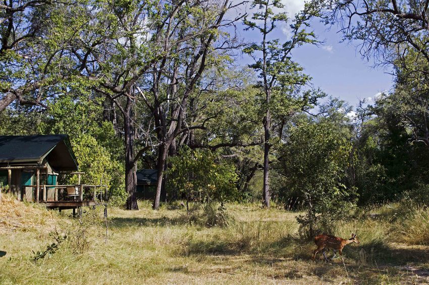 Camp Moremi Moremi Game Reserve Botswana 1 6