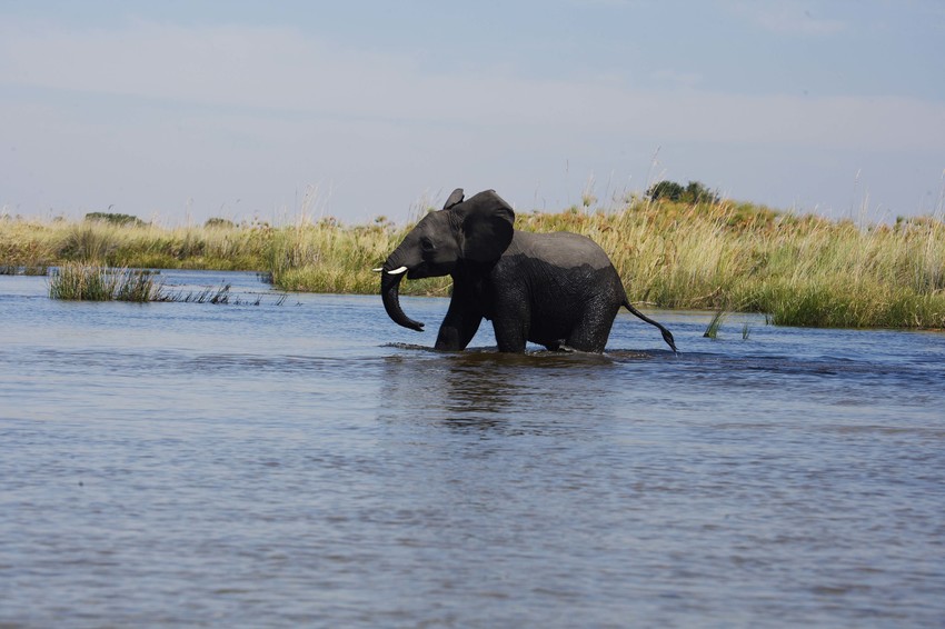 Camp Okavango Moremi Game Reserve 23Jpg