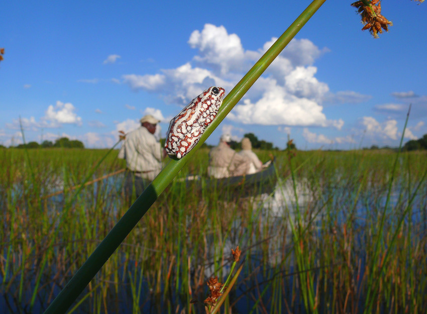 Camp Okavango Moremi Game Reserve 43
