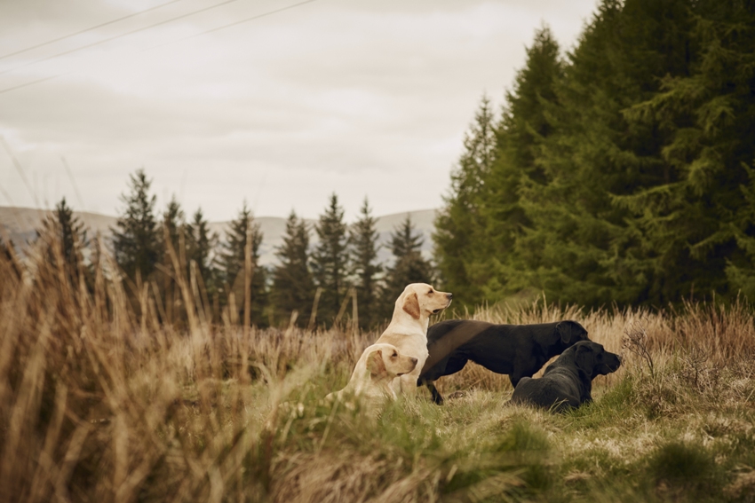 Gleneagles Perthshire Scotland 10