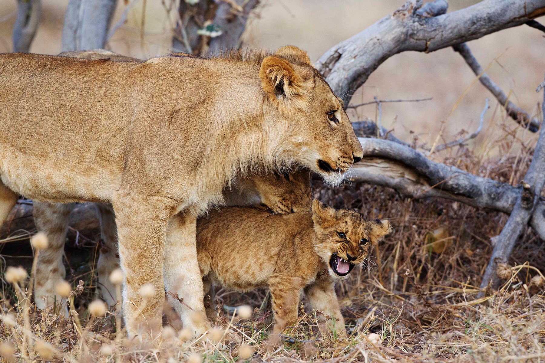 Botswana Savute Safari Lodge Chobe National Park Botswana 55