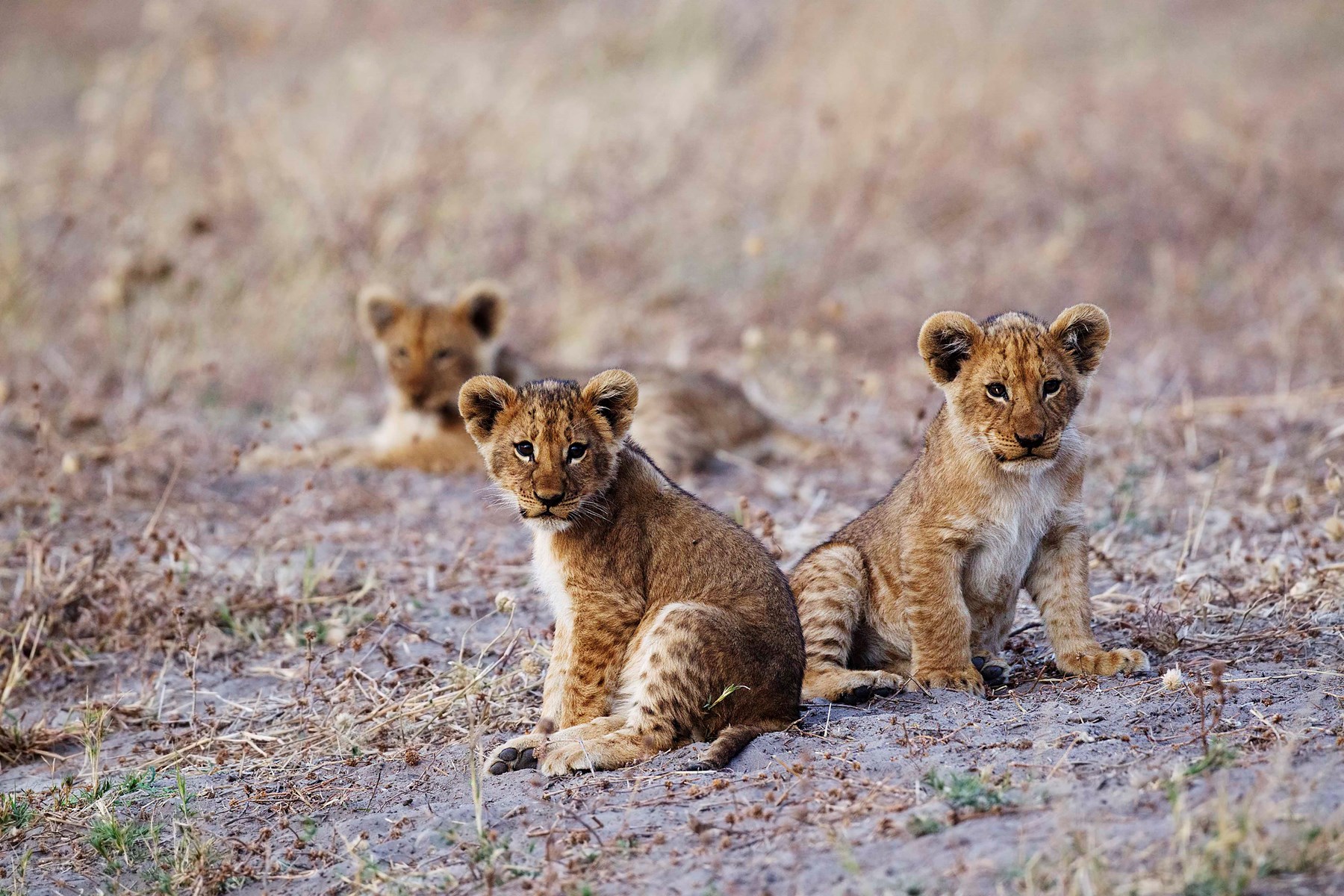 Botswana Savute Safari Lodge Chobe National Park Botswana 56