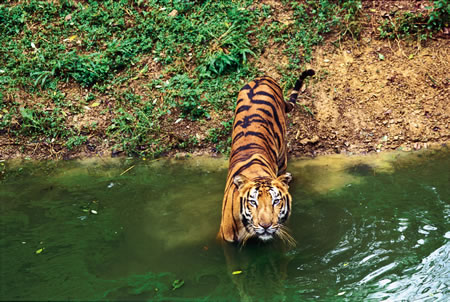 Ranthambore North India