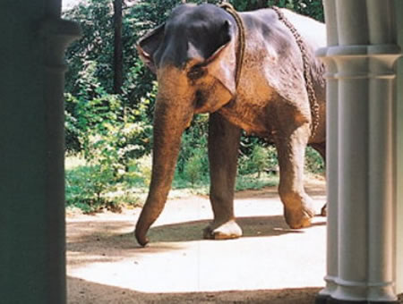 Serenity Vazhoor South India 2 