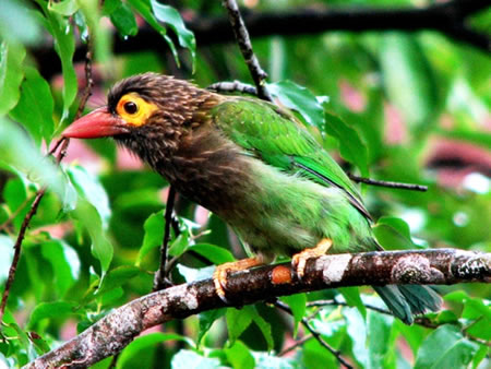 Sinharaja Sri Lanka 2 