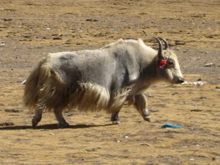 The Best Of Tibet Itinerary 3 