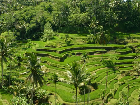 The Gems Of Indonesia Itinerary 2 