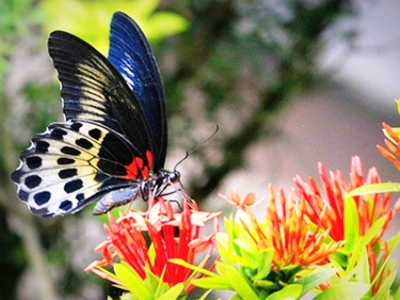 Udawalawe National Park Sri Lanka 1 