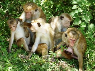 Udawalawe National Park Sri Lanka 2 