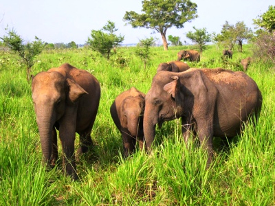 Udawalawe National Park Sri Lanka