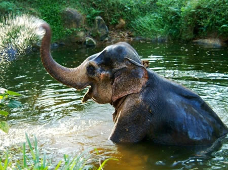 Vazhoor South India 1 