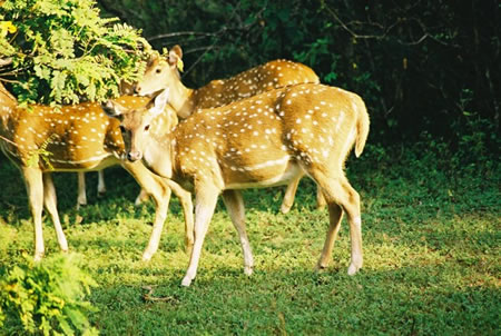 Yala National Park Sri Lanka 1 