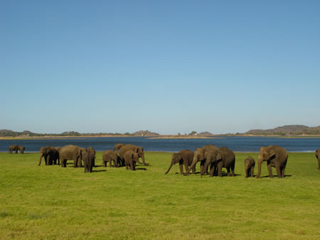 Yala National Park Sri Lanka
