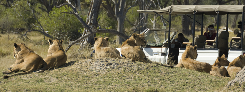 Camp Moremi Moremi Botswana 1