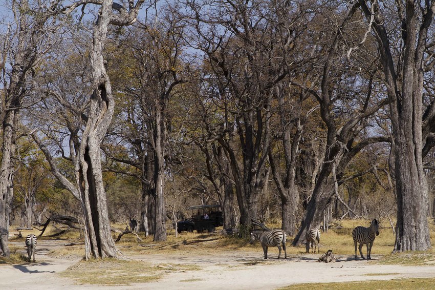 Camp Xakanaxa Moremi Botswana 77