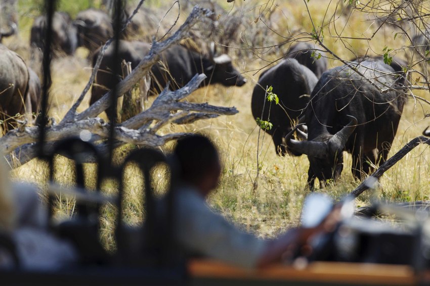 Camp Xakanaxa Moremi Botswana 78