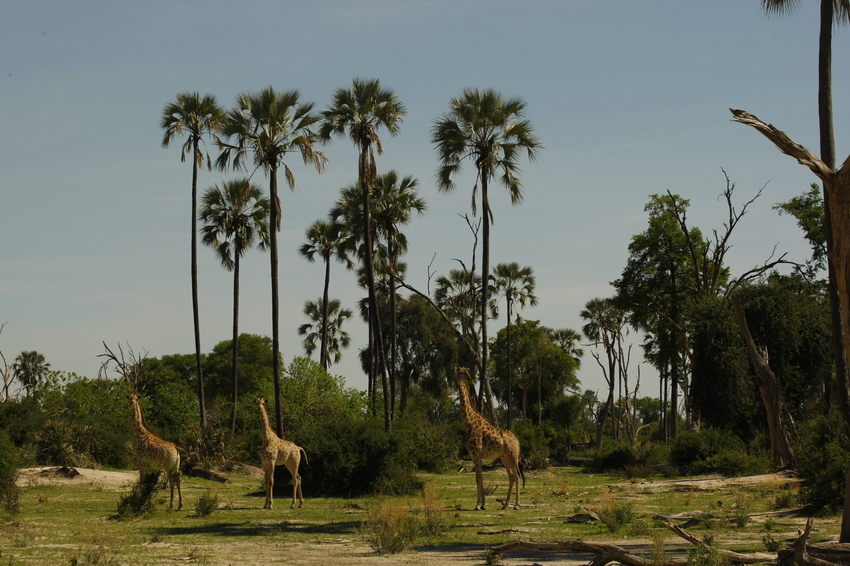 Gomoti Camp Moremi Botswana 2Jpg