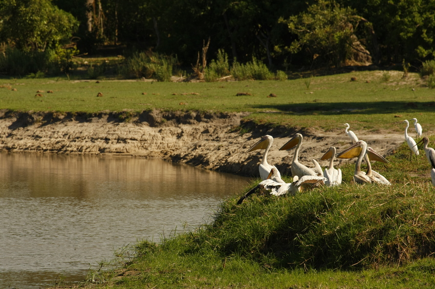 Gomoti Camp Moremi Botswana 4Jpg
