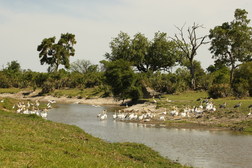 Gomoti Camp Moremi Botswana 6Jpg