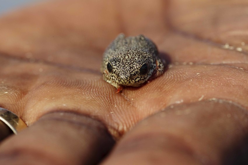 Camp Xakanaxa Moremi Botswana 100