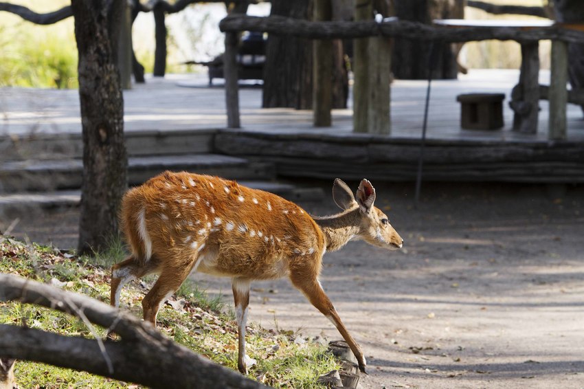 Camp Xakanaxa Moremi Botswana 23