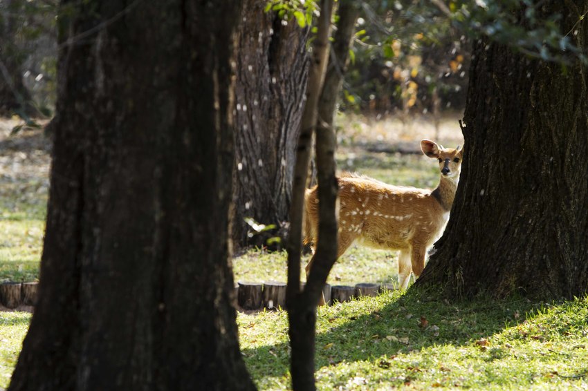 Camp Xakanaxa Moremi Botswana 24