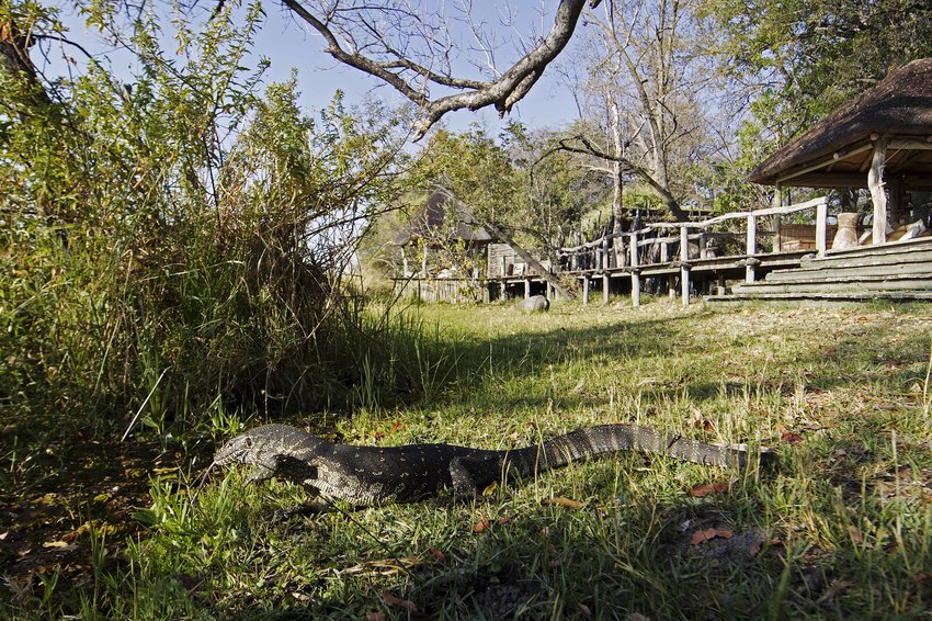 Camp Xakanaxa Moremi Botswana 27